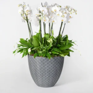 White Sprout Flowers