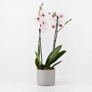 Japanese White Sprout Mini Flower