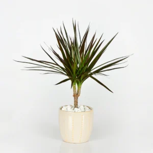 Slim Spike - Small