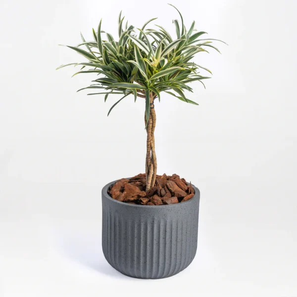 Orchid plant in pot - Variable