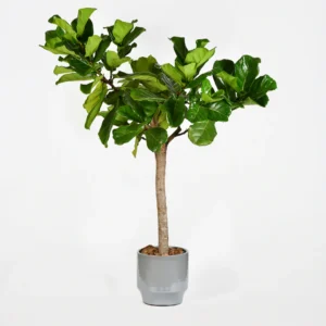 Orchid plant in pot