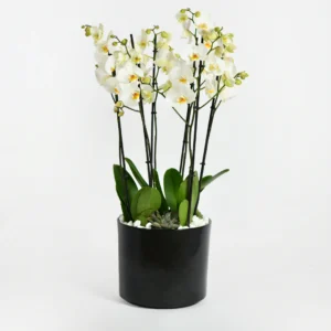 White Sprout Mini Flower
