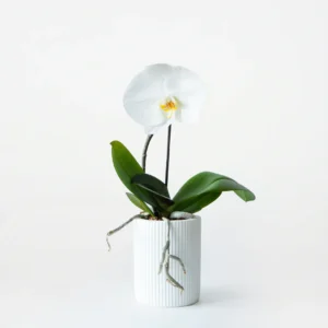 White Sprout Small