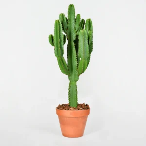 Calimaro Cactus