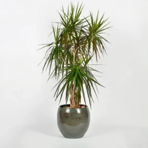 Lebanese Green Grass