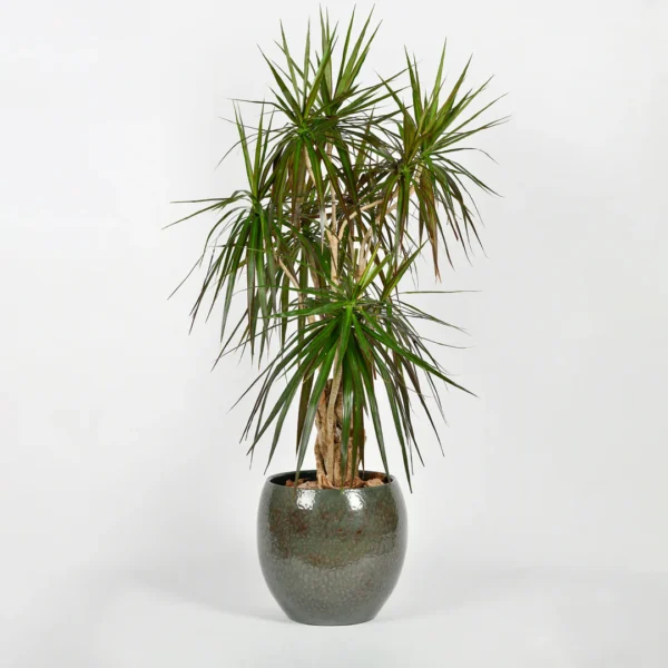 Lebanese Green Grass
