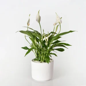 White Dragon Plant