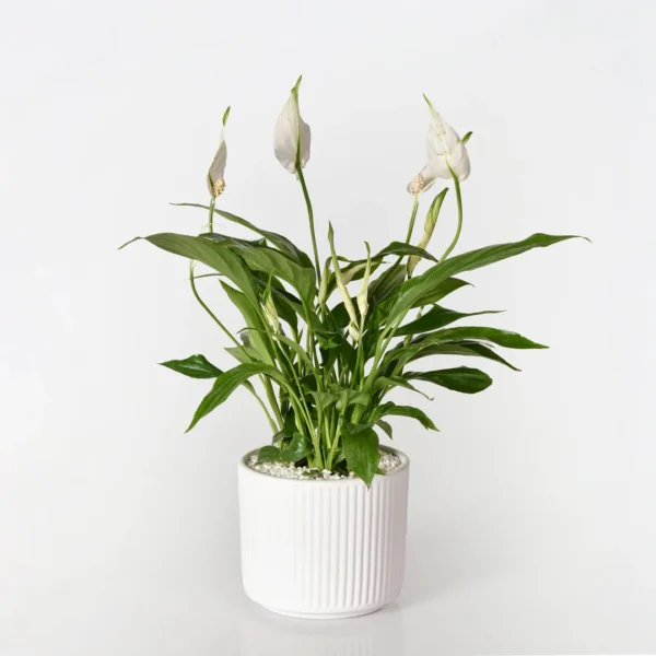White Dragon Plant